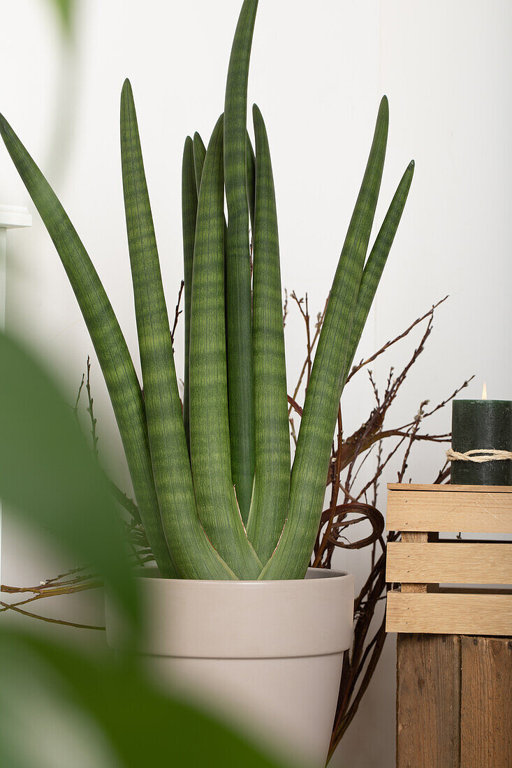 Sansevieria cylindrica