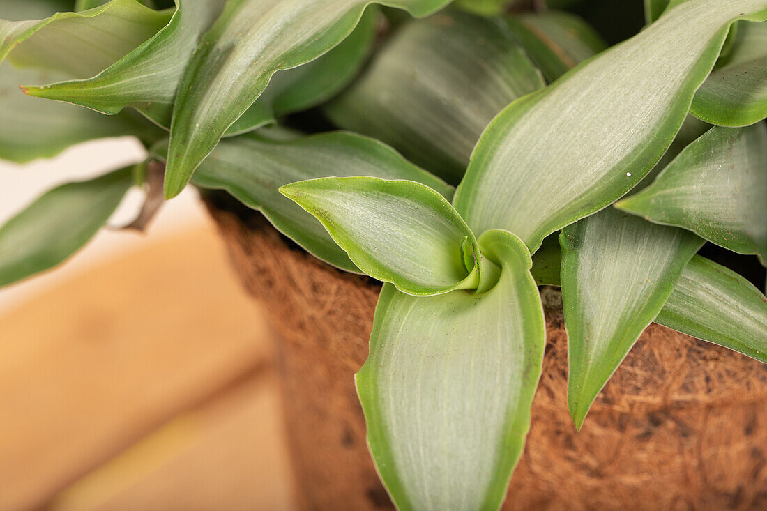 Murdannia loriformis 'Bright Star'