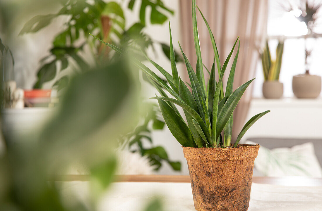 Sansevieria kirkii 'Friends