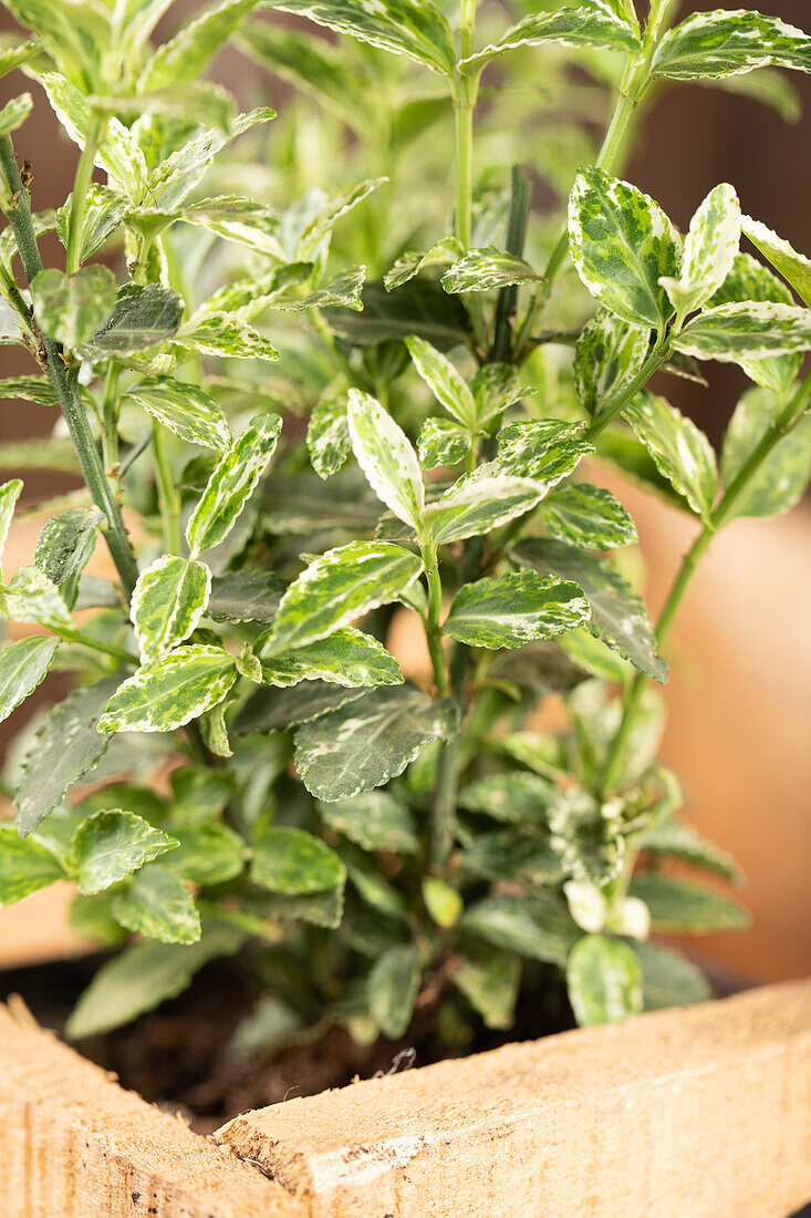 Euonymus fortunei 'Harlequin'