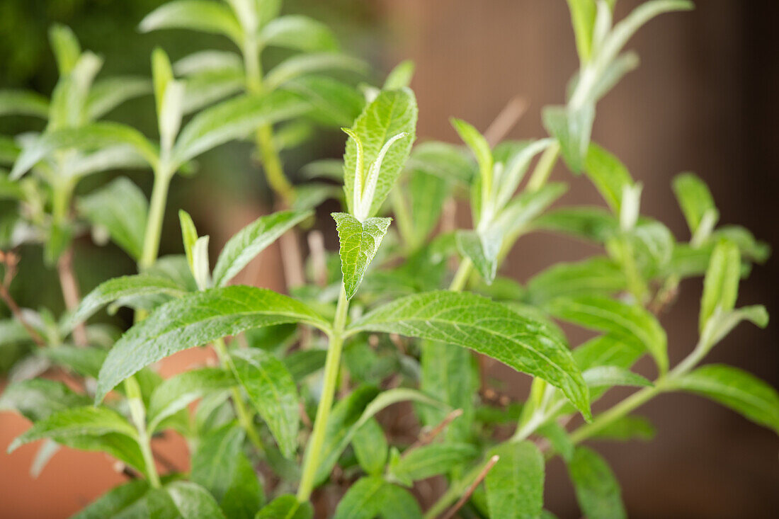 Buddleja davidii