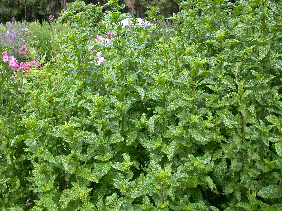 Mentha x piperita