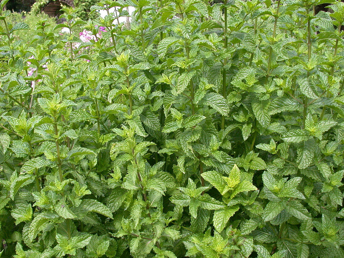 Mentha x piperita