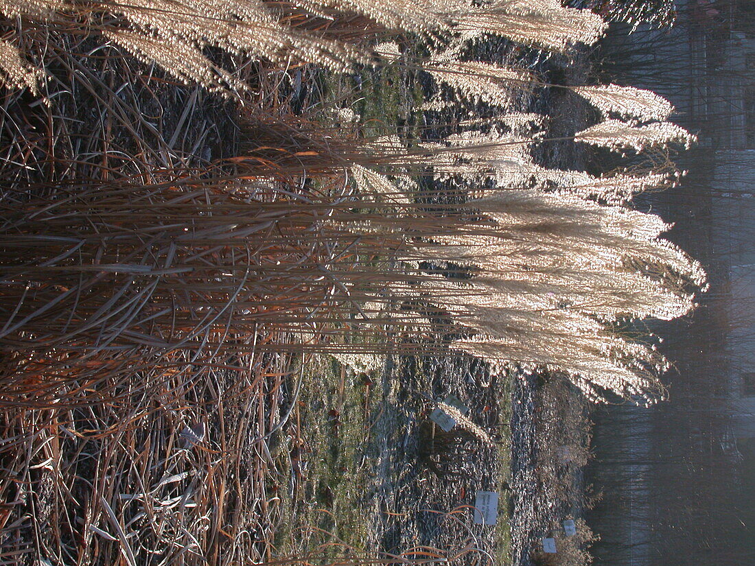 Miscanthus sinensis 'Malepartus'