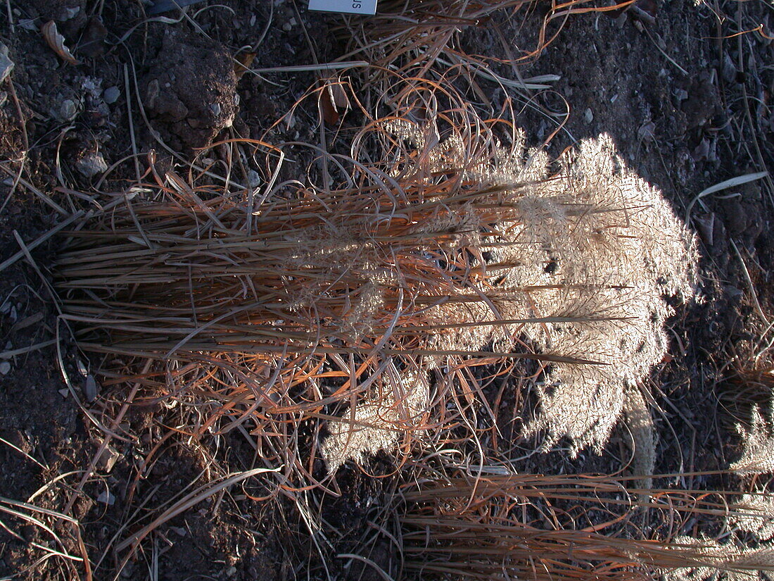 Miscanthus sinensis 'Silberfeder'