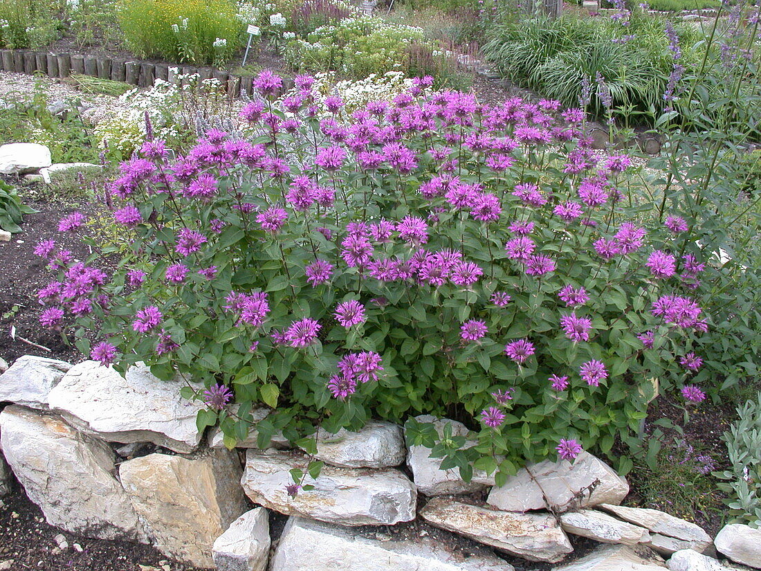 Monarda fistulosa x tetraploid