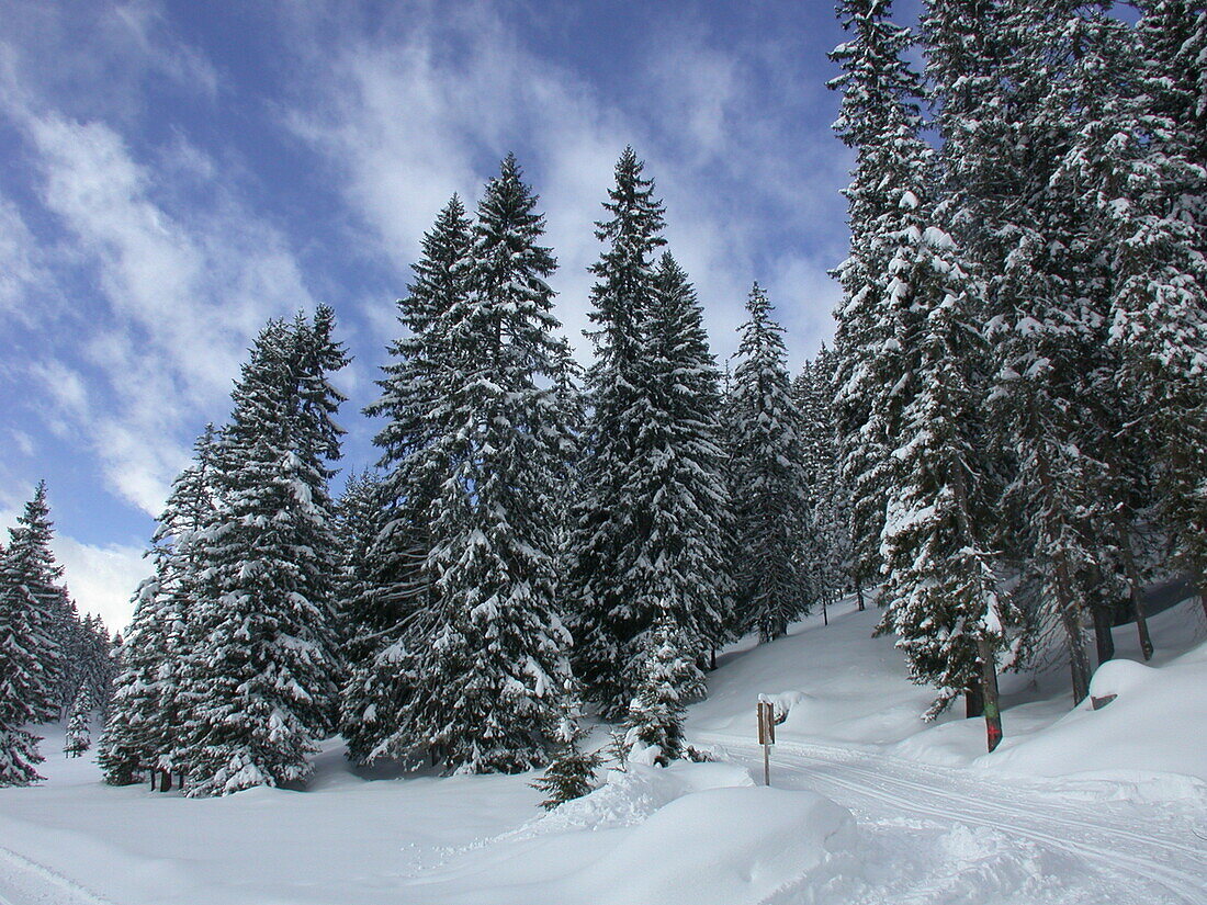 Coniferous forest in the snow