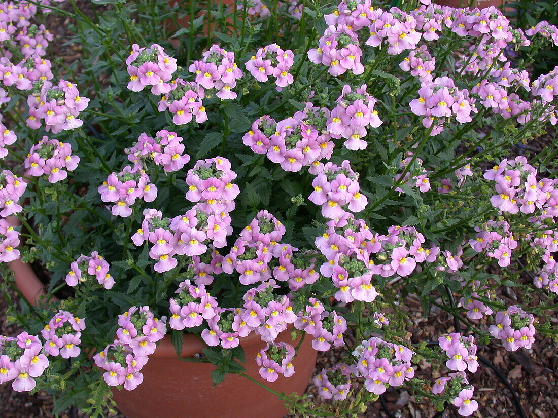 Nemesia KAROO™ 'Pink Improved'