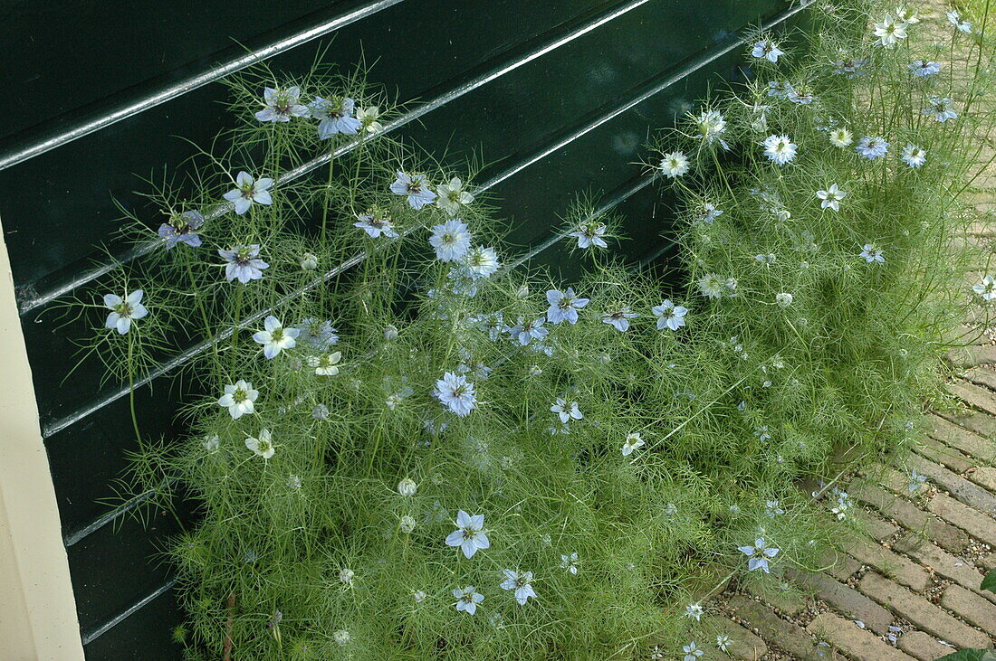 Nigella damascena