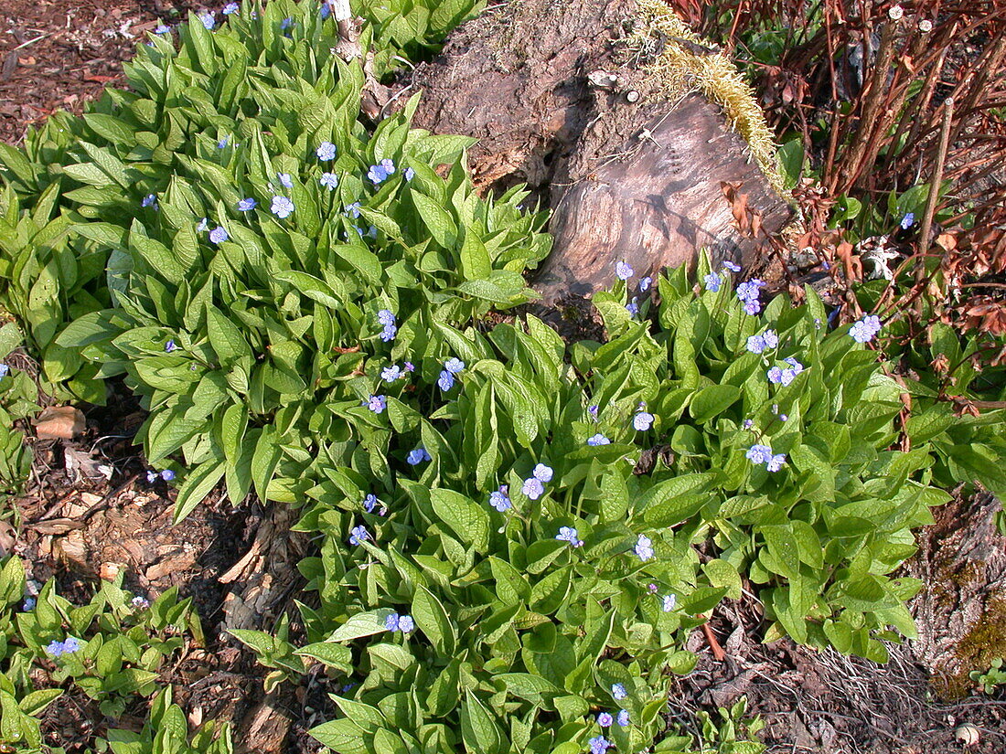 Omphalodes verna 'Grandiflora'