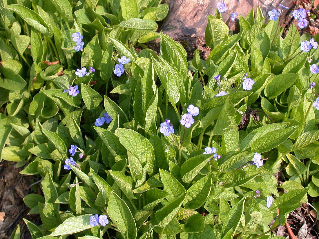 Omphalodes verna 'Grandiflora'