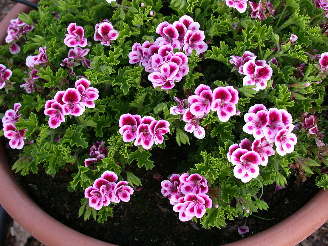 Pelargonium crispum pac® Angeleyes® 'Randy'