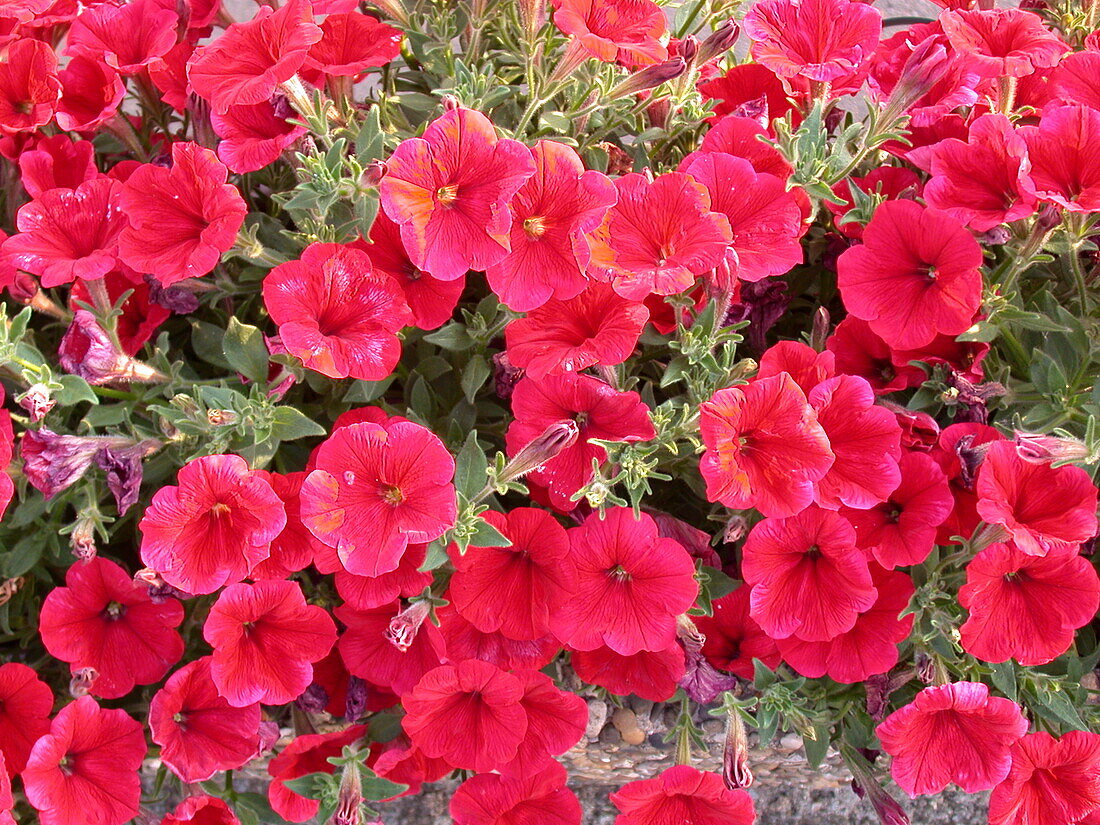 Petunia x atkinsiana Jamboree® 'Scarlet'