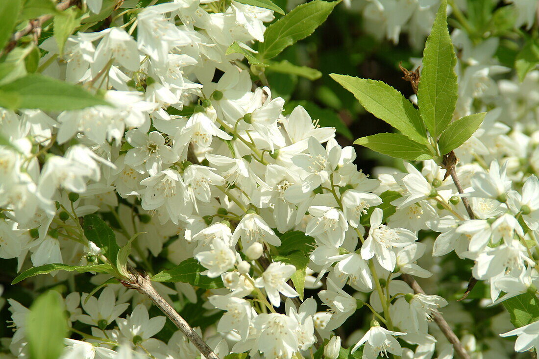 Philadelphus