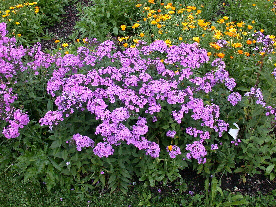 Phlox paniculata, pink