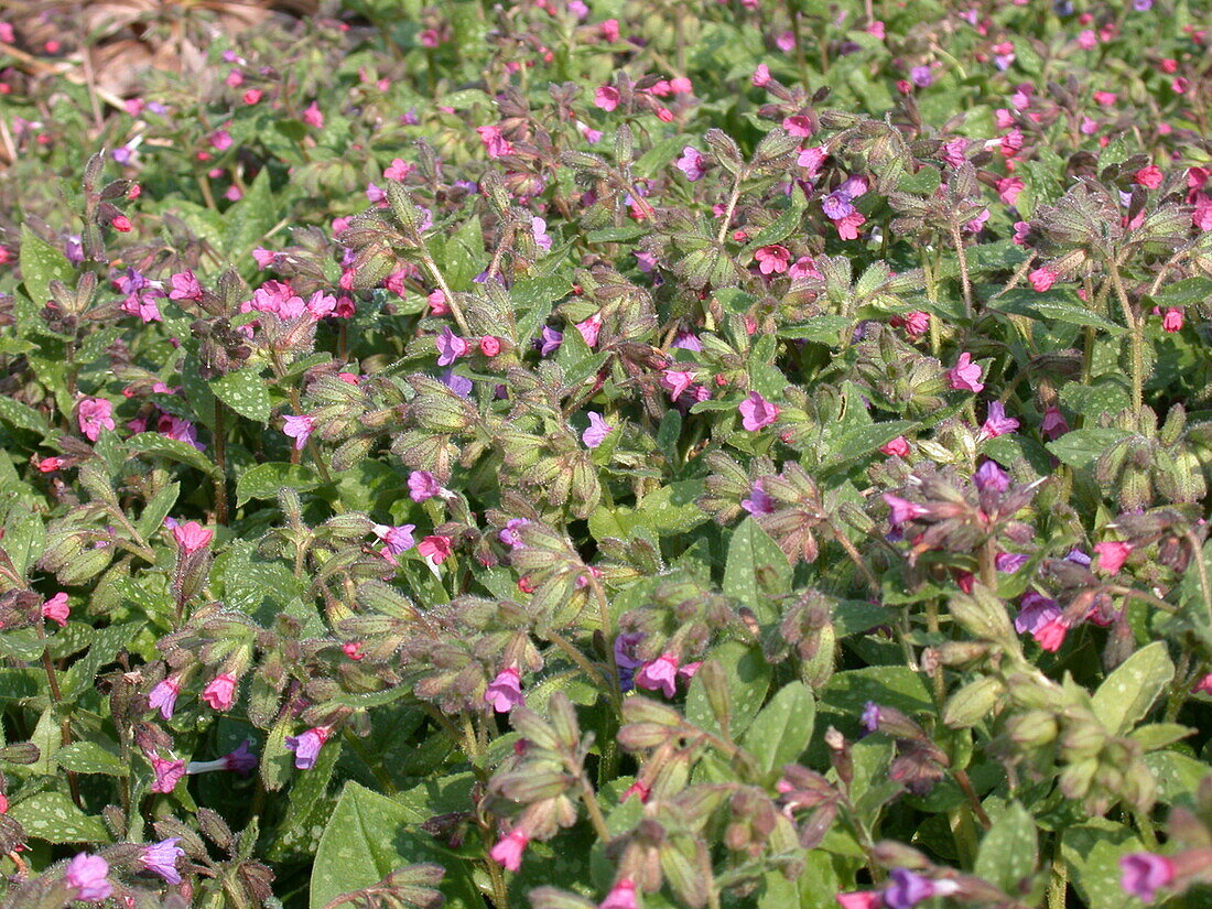 Pulmonaria saccharata 'Mrs Moon'