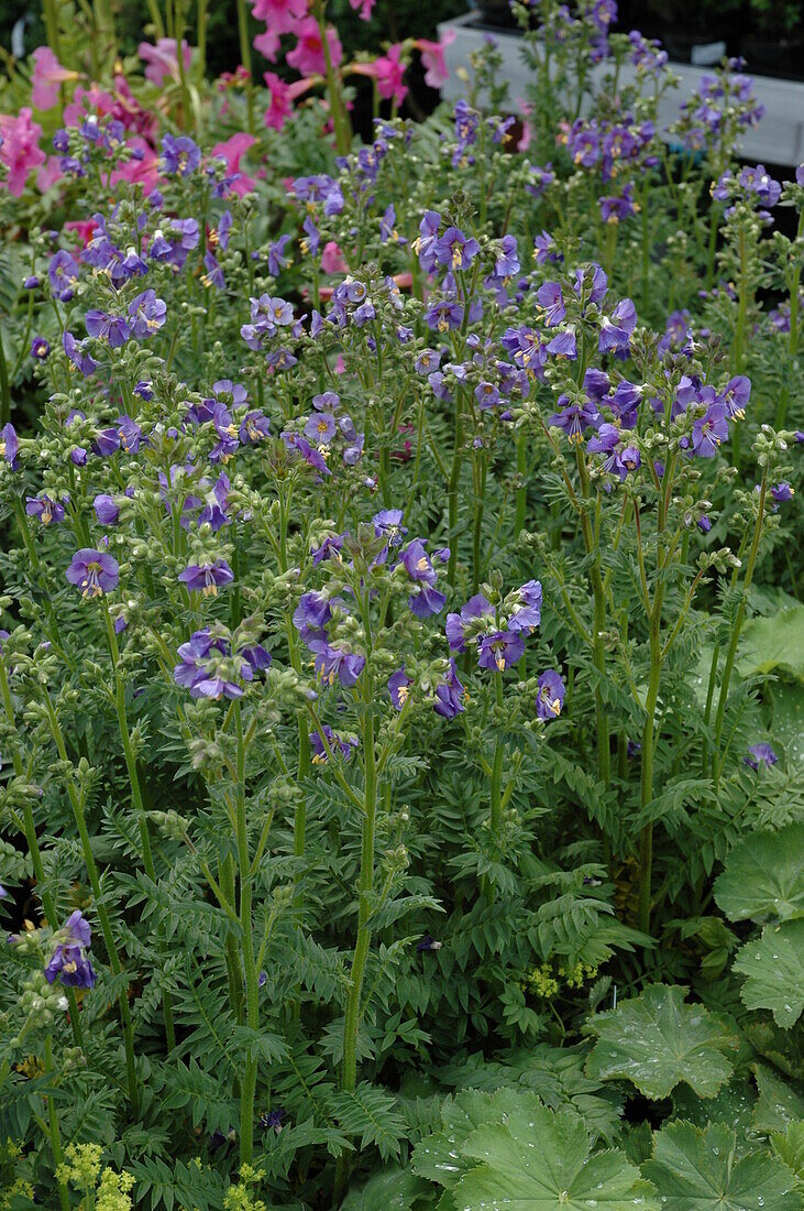 Polemonium caeruleum