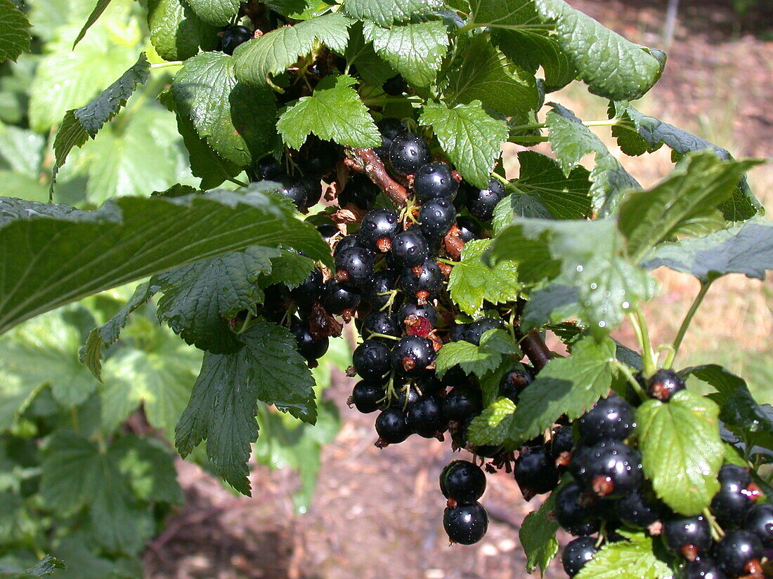 Ribes nigrum 'Ben Alder'(s)