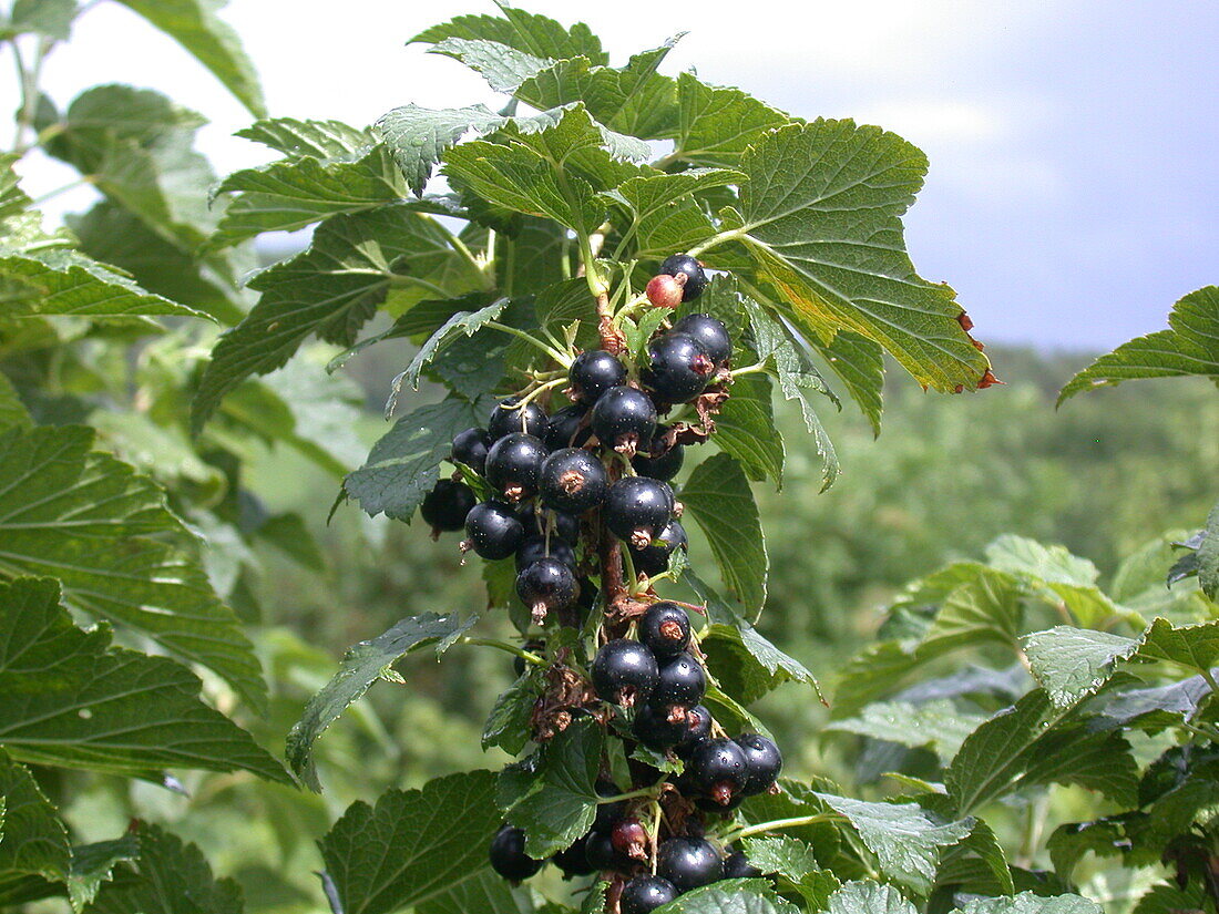 Ribes nigrum 'Ben Alder'(s)