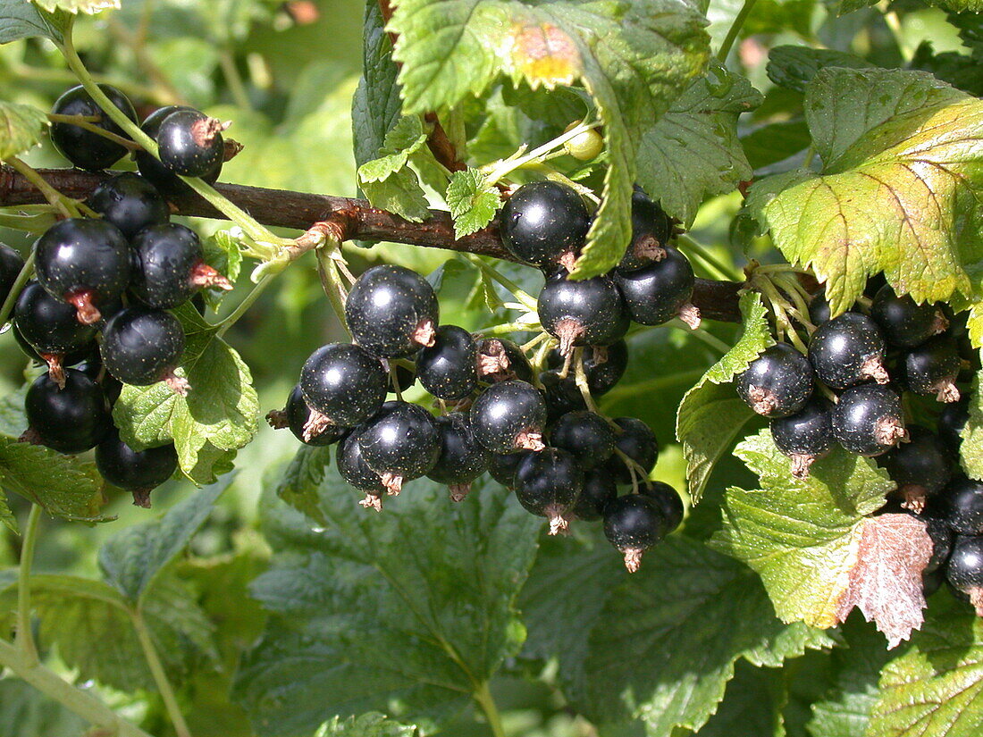 Ribes nigrum 'Dr. Bauers Ometa'(s)