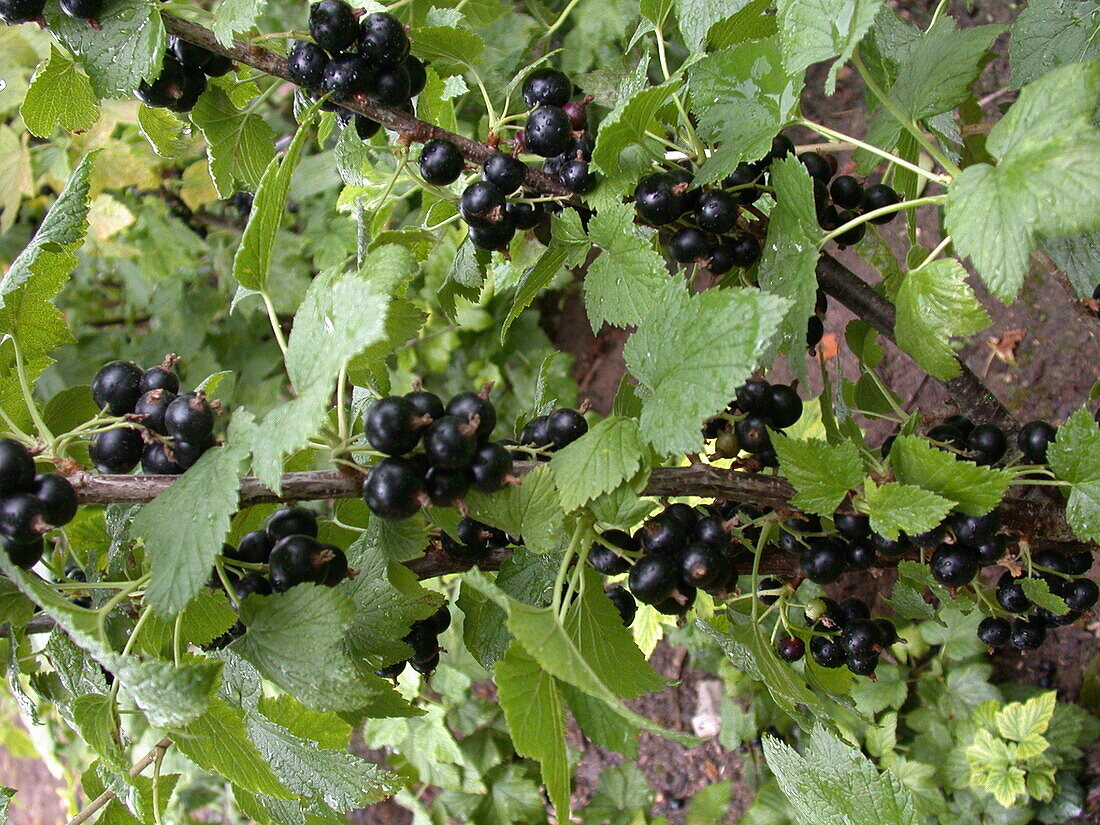 Ribes nigrum 'Thena'