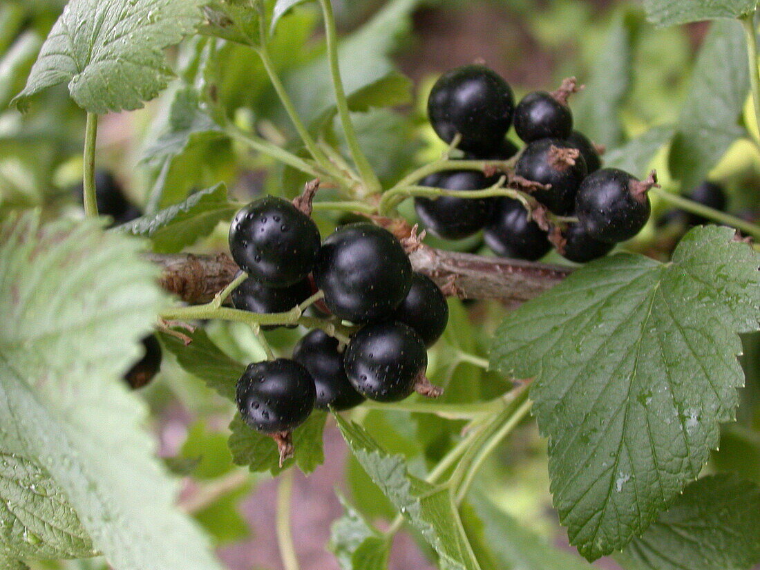 Ribes nigrum 'Thena'