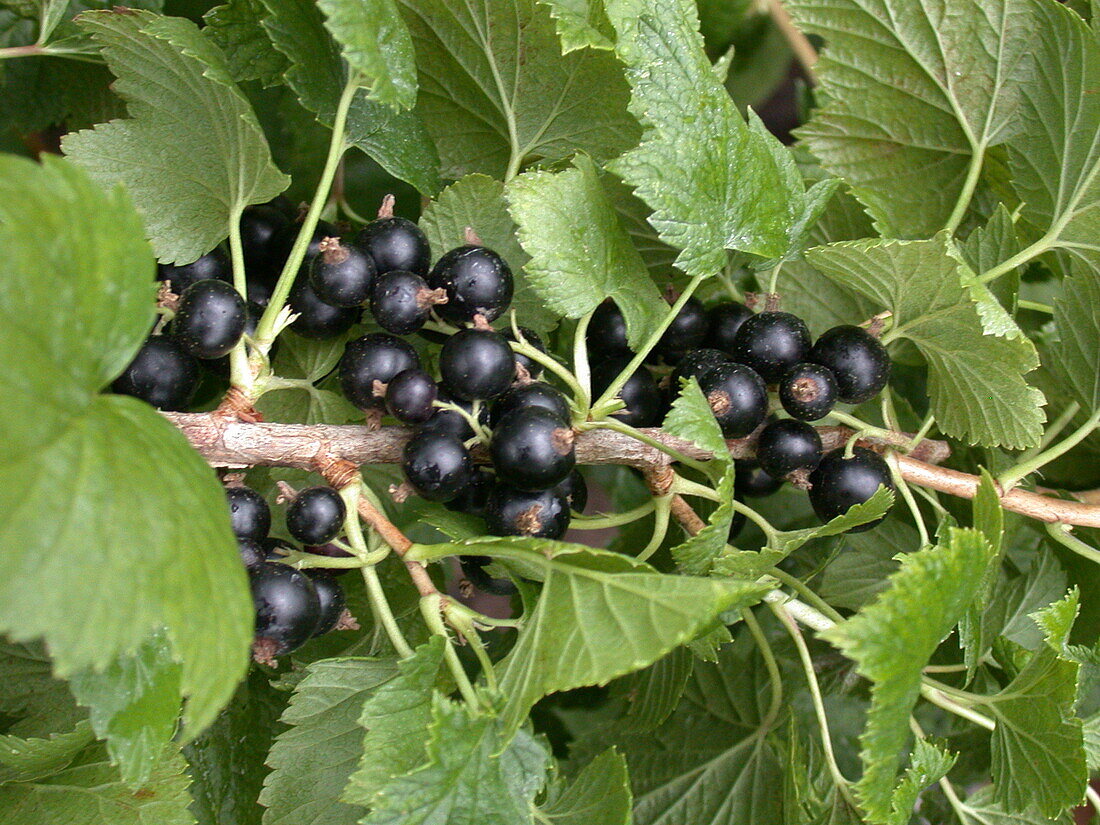Ribes nigrum 'Tenah'