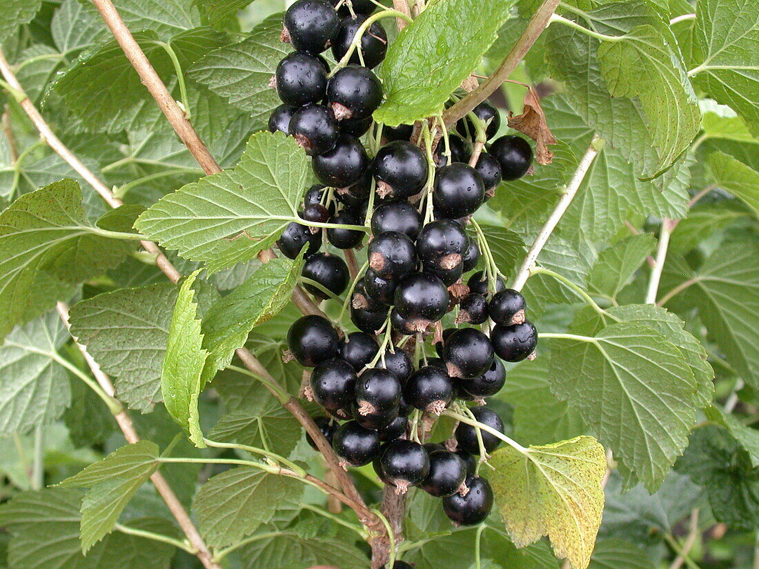 Ribes nigrum 'Titania'(s)