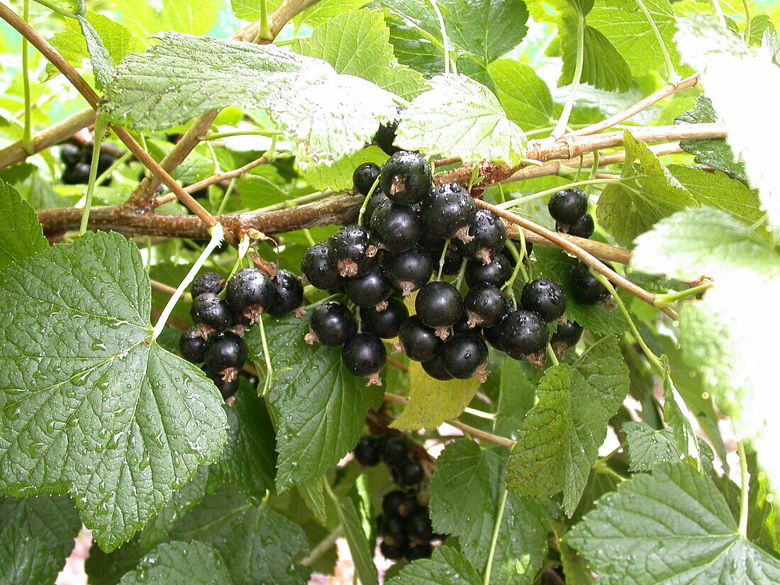 Ribes nigrum 'Titania'(s)