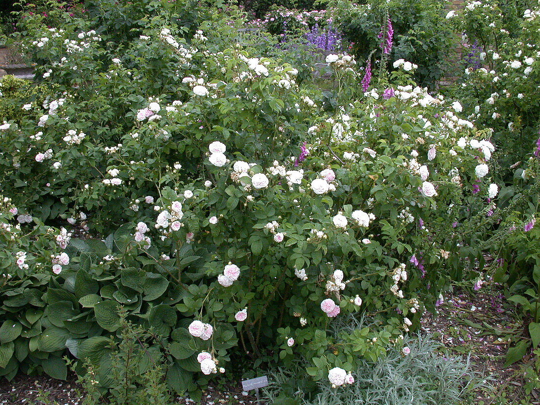 Rosa 'Felicite Parmentier'