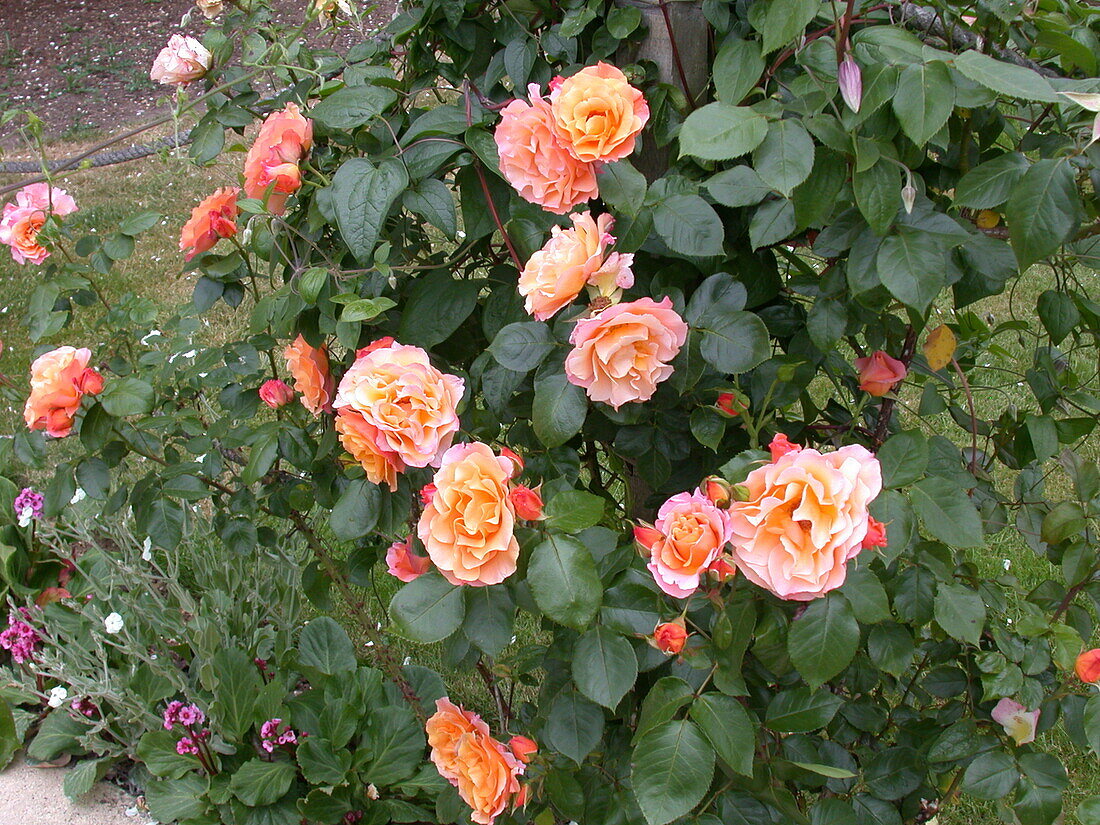 Climbing rose, apricot