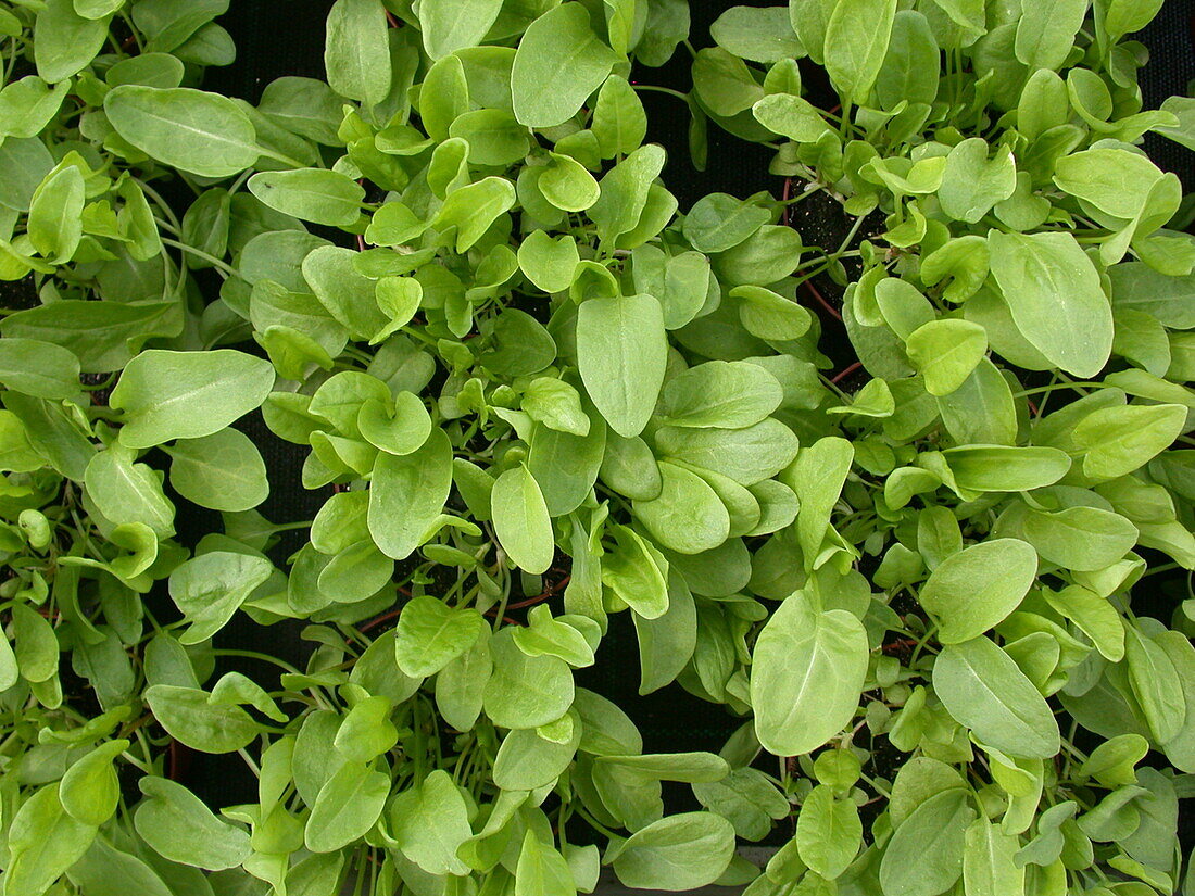 Rumex acetosa