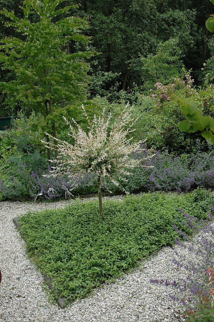 Salix integra 'Hakuro Nishiki', Stamm