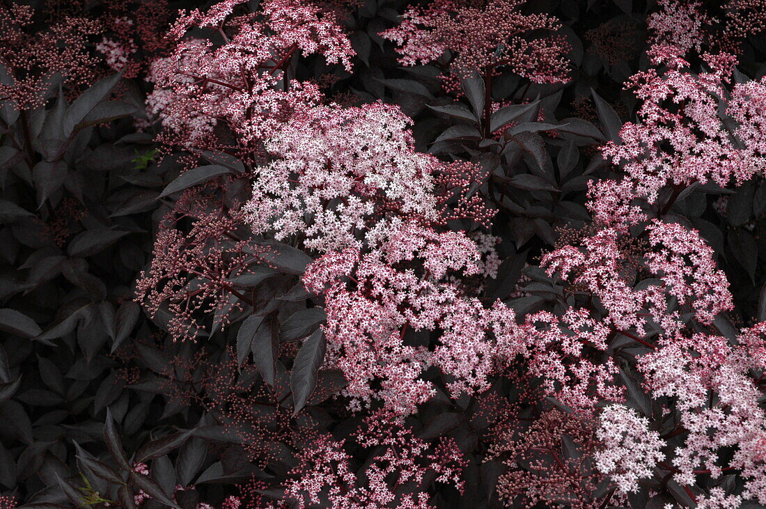 Sambucus nigra 'Black Beauty'®