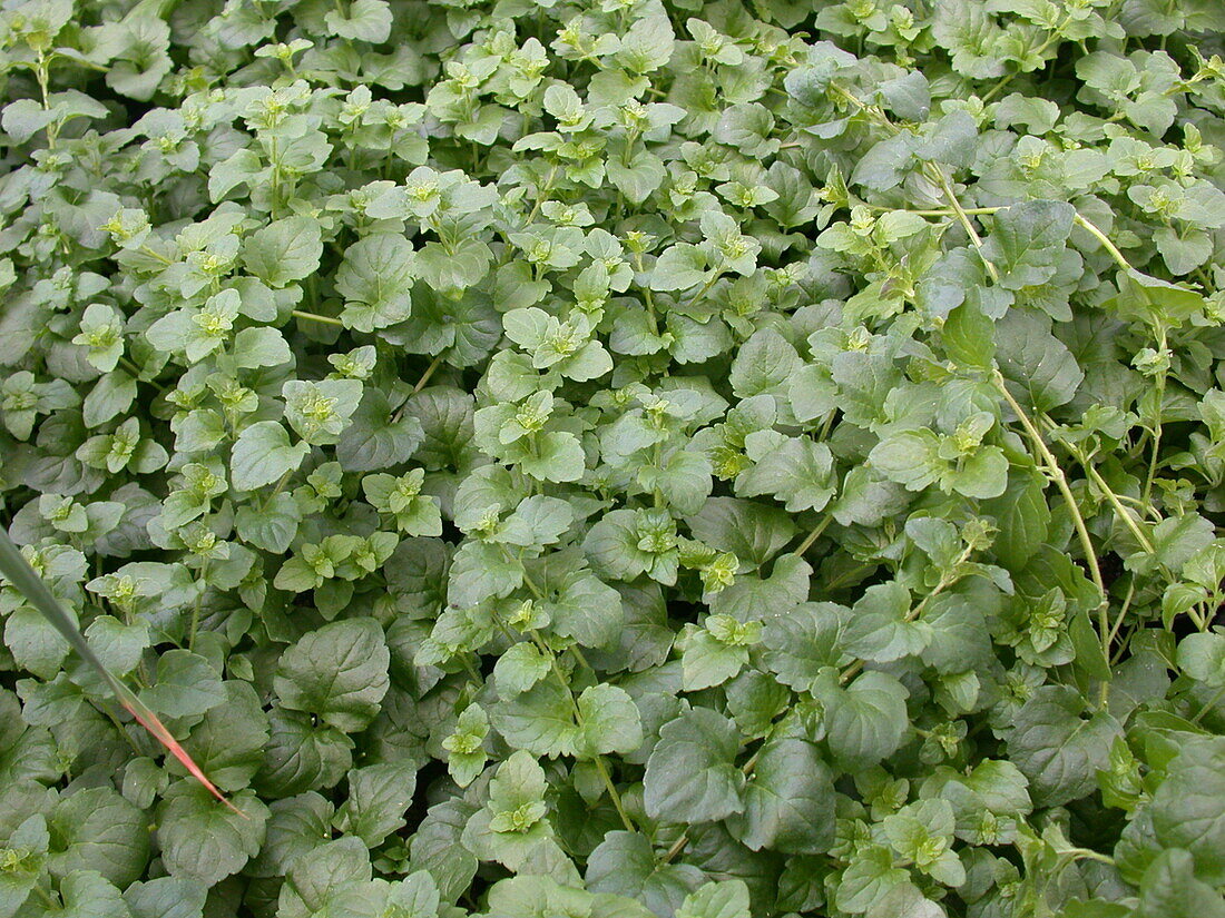 Satureja douglasii 'Indian Mint'.