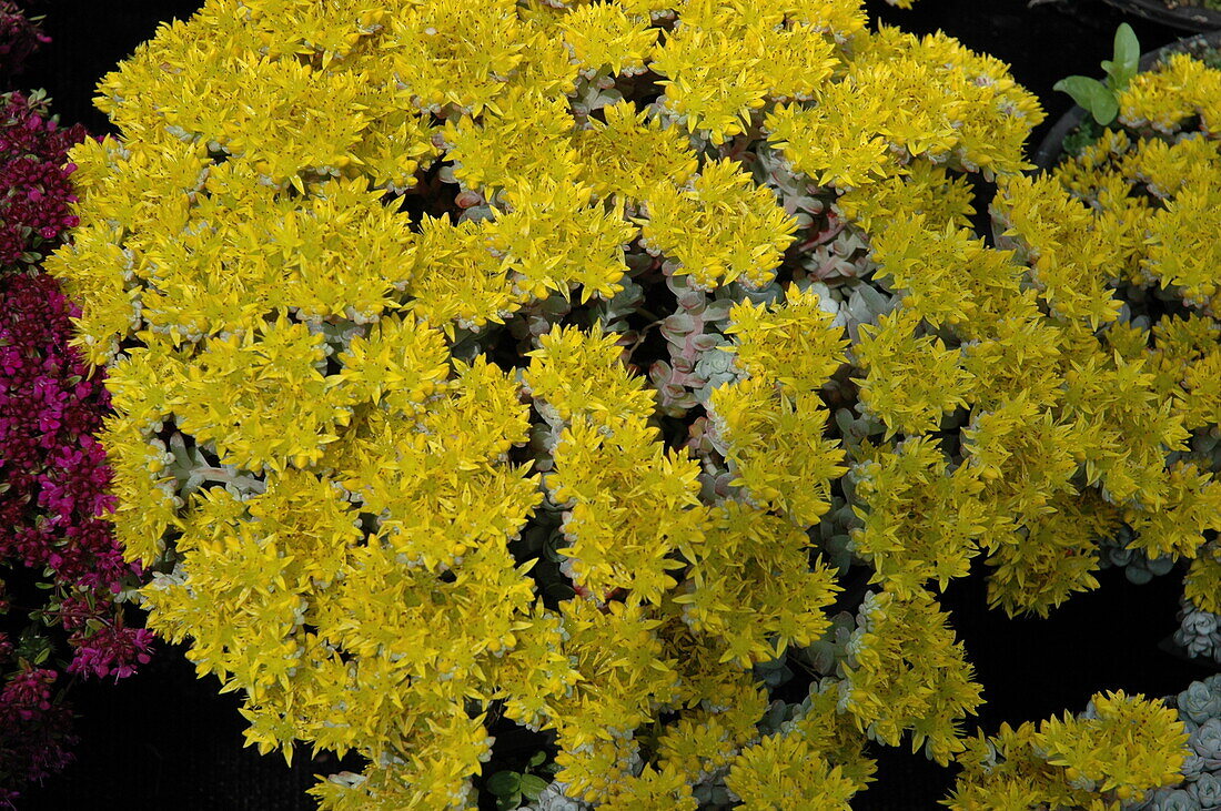 Sedum spathulifolium 'Cape Blanco