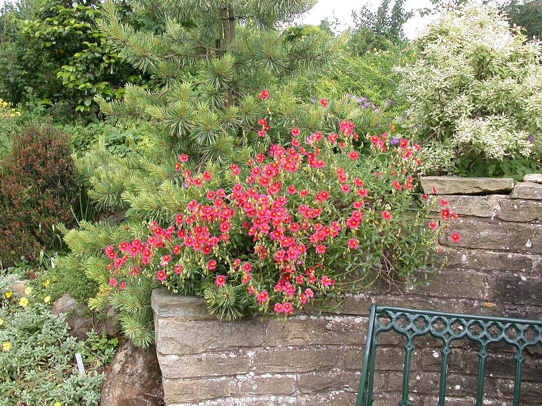 Helianthemum 'Blood droplet