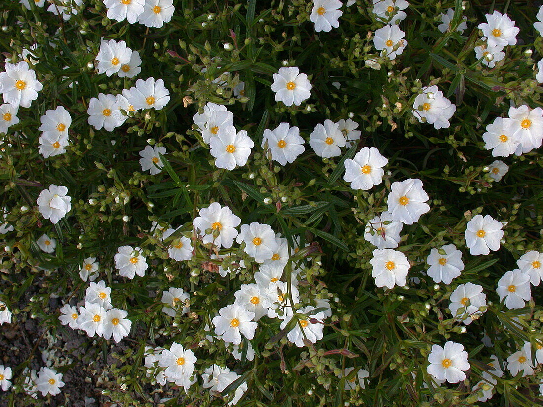 Helianthemum 'Polar Bear