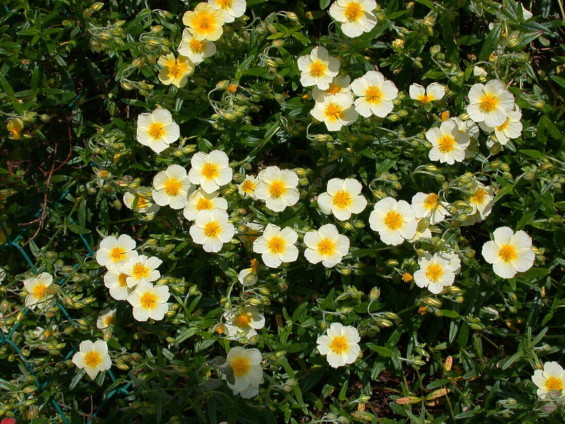 Helianthemum cultorum, white