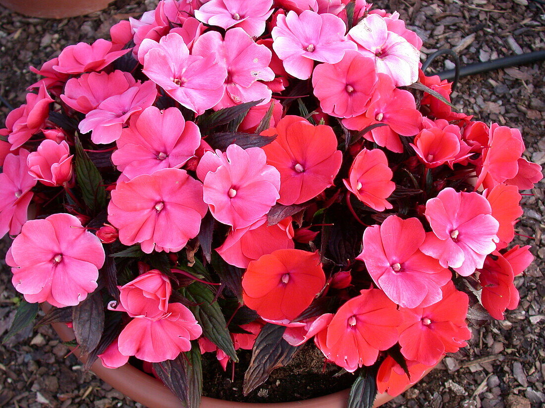 Impatiens New Guinea