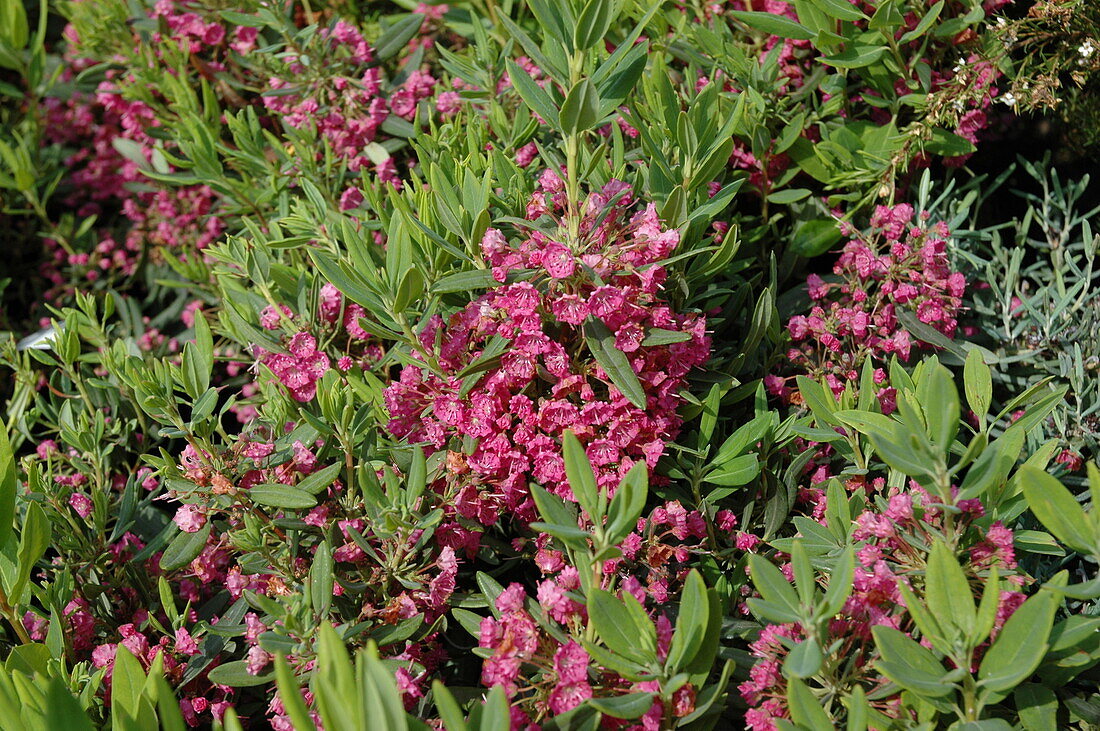 Kalmia latifolia