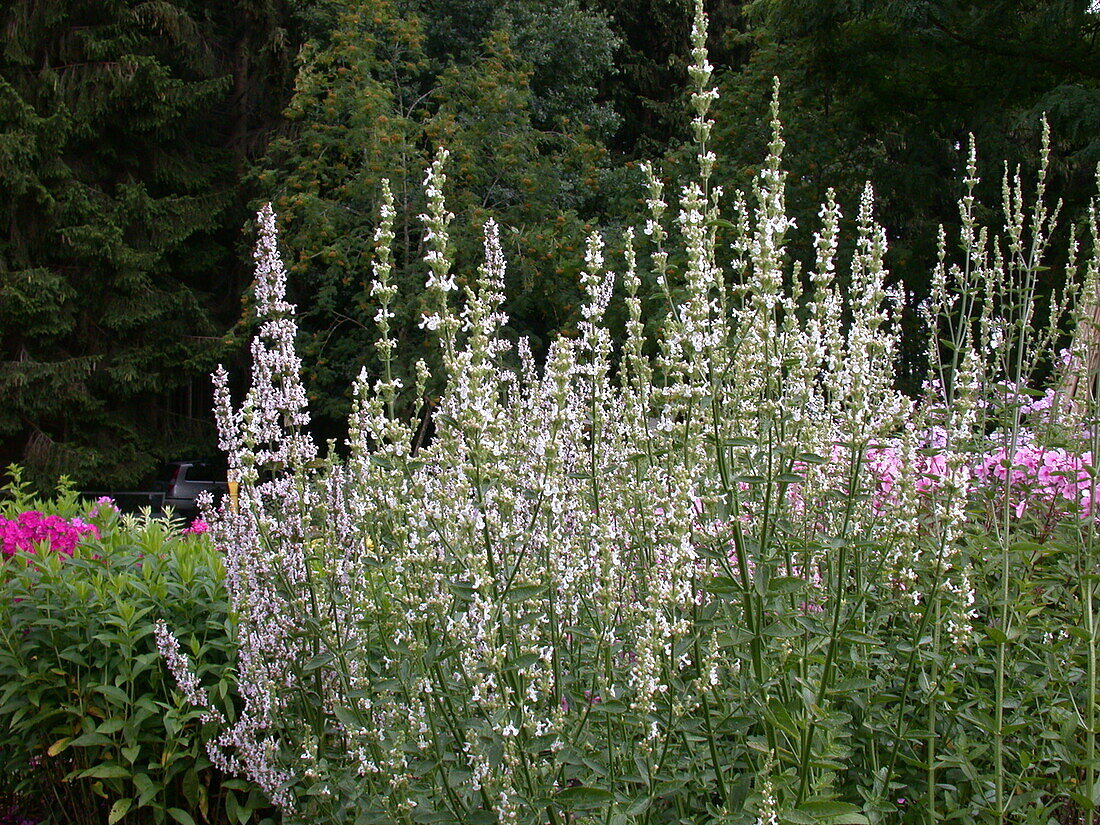 Salvia superba