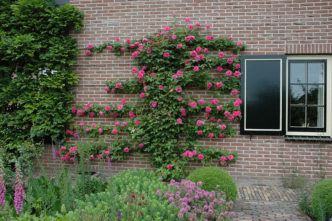 Climbing rose, trellis