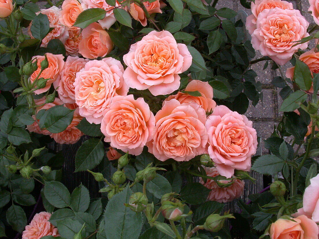 Climbing rose, apricot