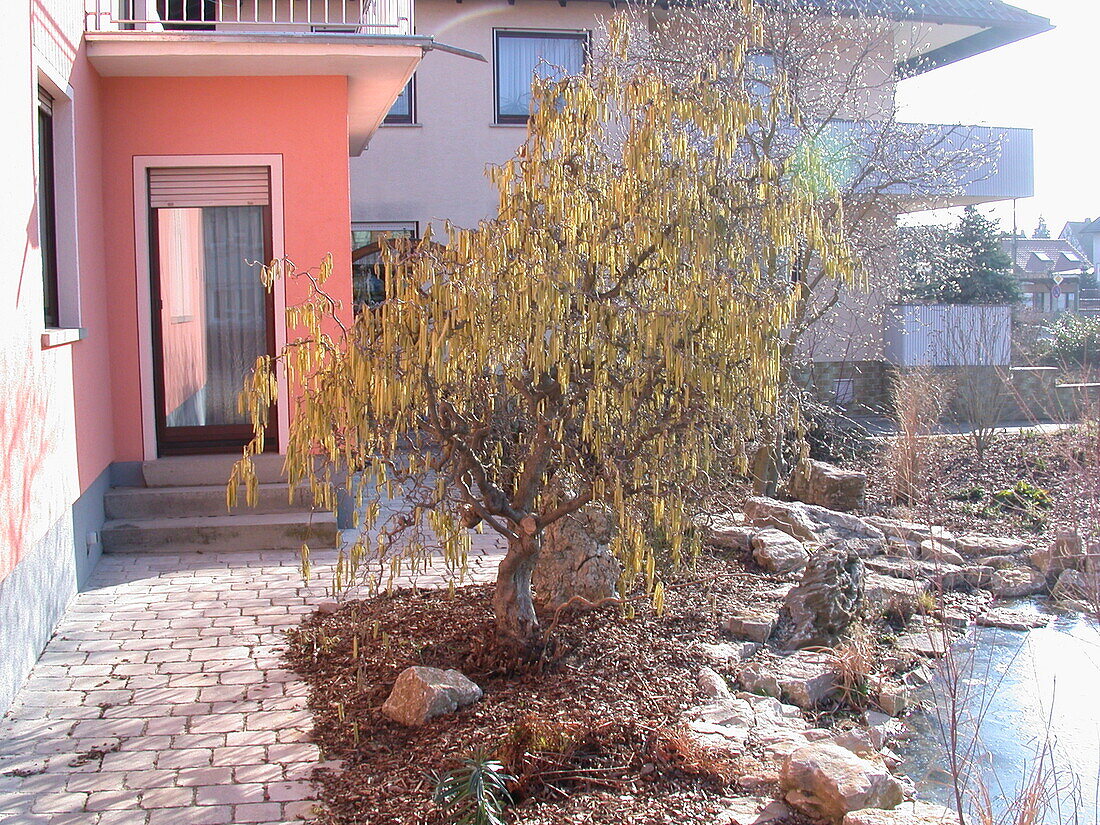 Corylus avellana 'Contorta'