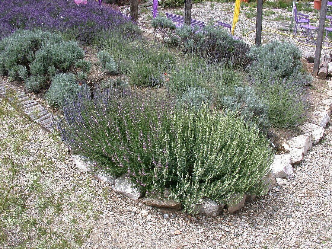 Lavandula x intermedia 'Grappenhall'