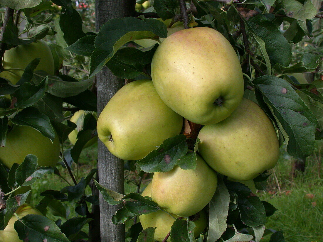 Malus domestica 'Glockenapfel'