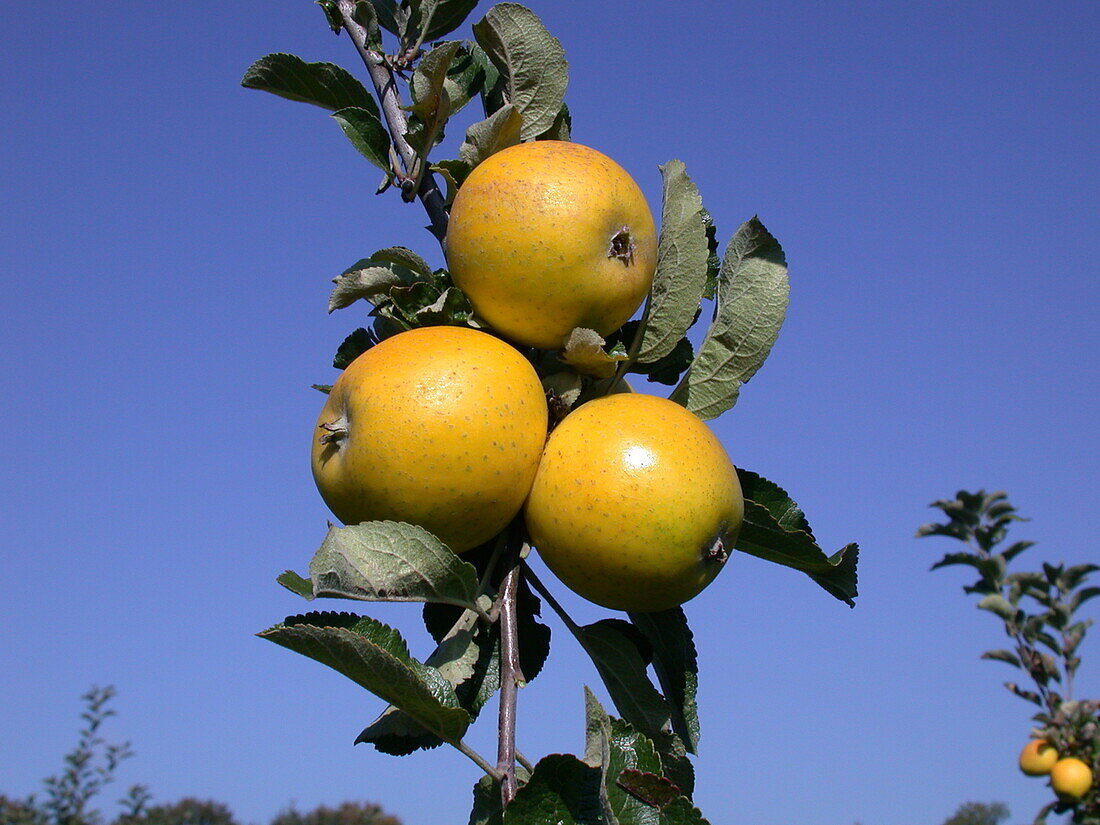 Malus domestica 'Pineapple-Renette'.