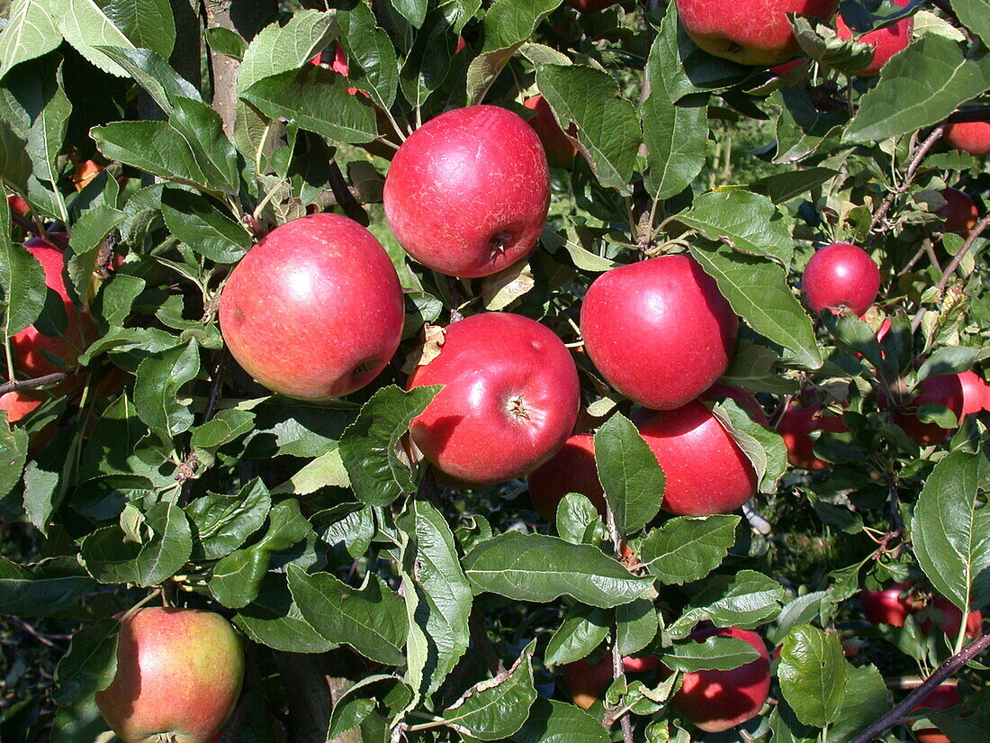 Malus domestica 'Ecolette'(s)