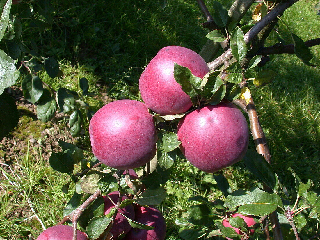 Malus domestica 'Enterprise'®